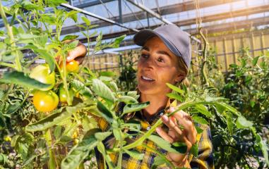 woman in a greenhouse picking some red tomatoes. Delicious red tomatoe hanging on the vine of a tomato plant : Stock Photo or Stock Video Download rcfotostock photos, images and assets rcfotostock | RC Photo Stock.: