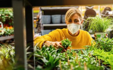 woman in a yellow sweater, wearing a protective face mask, is carefully selecting plants in an indoor nursery, holding a potted green plant. Shopping in a greenhouse or garden center concept image- Stock Photo or Stock Video of rcfotostock | RC Photo Stock
