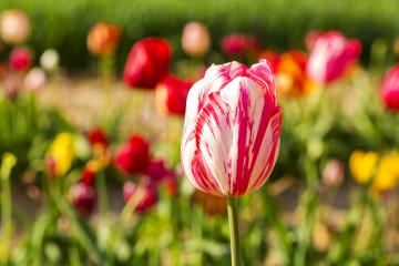 Wonderful Tulips in a field- Stock Photo or Stock Video of rcfotostock | RC Photo Stock