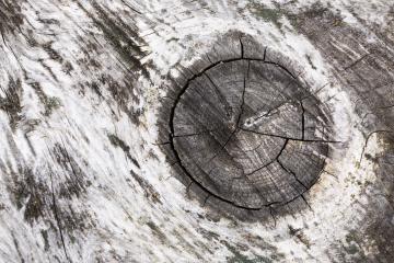 Wood tree texture pattern with astrakhan- Stock Photo or Stock Video of rcfotostock | RC-Photo-Stock