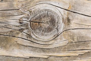 Wood tree texture pattern with astrakhan- Stock Photo or Stock Video of rcfotostock | RC-Photo-Stock