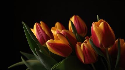 Yellow and pink tulips with green leaves on a dark background- Stock Photo or Stock Video of rcfotostock | RC Photo Stock