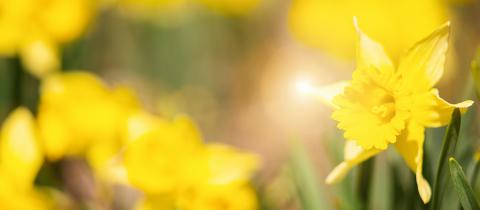 Yellow daffodils flower bed, banner size, nature background concept image, with copyspace for your individual text.- Stock Photo or Stock Video of rcfotostock | RC Photo Stock