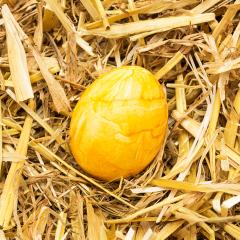 Yellow easter egg from the farm : Stock Photo or Stock Video Download rcfotostock photos, images and assets rcfotostock | RC Photo Stock.: