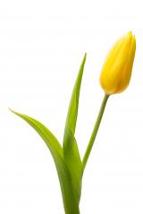 yellow tulip flower : Stock Photo or Stock Video Download rcfotostock photos, images and assets rcfotostock | RC Photo Stock.: