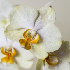 yellow white Orchid flowers on brown background- Stock Photo or Stock Video of rcfotostock | RC-Photo-Stock
