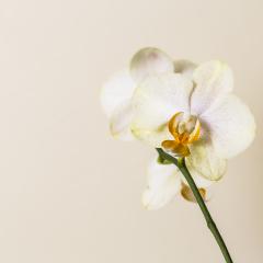 yellow white Orchid flowers Wellness on brown background- Stock Photo or Stock Video of rcfotostock | RC-Photo-Stock
