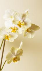 yellow white Orchid flowers Wellness on brown background- Stock Photo or Stock Video of rcfotostock | RC-Photo-Stock