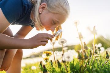 young girl examining a dandelion with a magnifying glass in a sunny field, exploring nature closely. The sun is shining brightly, creating a warm and vibrant atmosphere. : Stock Photo or Stock Video Download rcfotostock photos, images and assets rcfotostock | RC Photo Stock.: