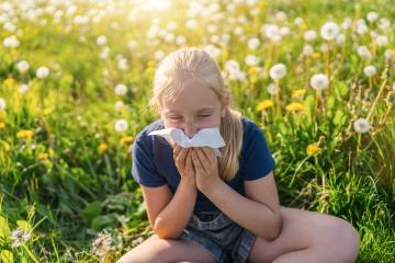 young girl sitting in a field of dandelions, holding a handkerchief to her nose, showing signs of allergies. The bright sunlight and blooming flowers highlight the springtime setting : Stock Photo or Stock Video Download rcfotostock photos, images and assets rcfotostock | RC Photo Stock.: