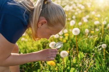 young girl with blonde hair examines a dandelion closely using a magnifying glass in a sunlit meadow. The field is filled with dandelions and green grass, showcasing her curiosity and love for natur : Stock Photo or Stock Video Download rcfotostock photos, images and assets rcfotostock | RC Photo Stock.: