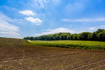 Young maize plants in the field with forest- Stock Photo or Stock Video of rcfotostock | RC-Photo-Stock