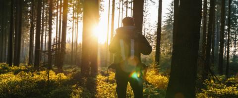 Young man in silent forrest with sunlight- Stock Photo or Stock Video of rcfotostock | RC-Photo-Stock