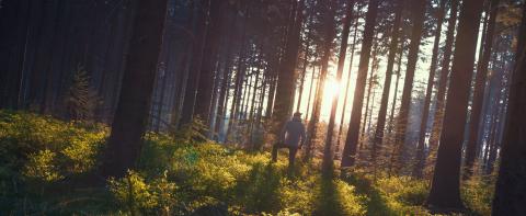 Young man in silent forrest with sunlight- Stock Photo or Stock Video of rcfotostock | RC-Photo-Stock