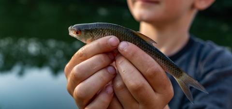 Young person proudly holding a small fish in their hands, with focus on the fish's orange eye and detailed scales- Stock Photo or Stock Video of rcfotostock | RC Photo Stock