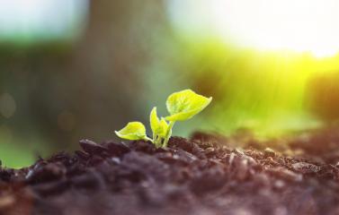 Young Plant Growing In Sunlight  : Stock Photo or Stock Video Download rcfotostock photos, images and assets rcfotostock | RC Photo Stock.: