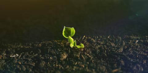 Young Plant Growing In Sunlight - Stock Photo or Stock Video of rcfotostock | RC-Photo-Stock