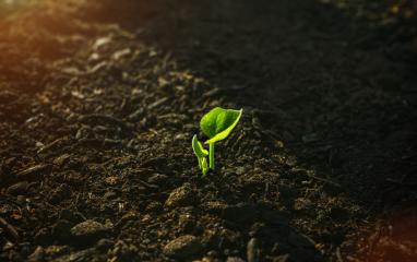 Young Plant Growing In Sunlight - Stock Photo or Stock Video of rcfotostock | RC-Photo-Stock