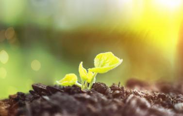Young Plant Growing In Sunlight  : Stock Photo or Stock Video Download rcfotostock photos, images and assets rcfotostock | RC Photo Stock.: