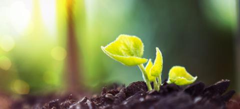 Young Plant Growing In Sunlight - Stock Photo or Stock Video of rcfotostock | RC Photo Stock