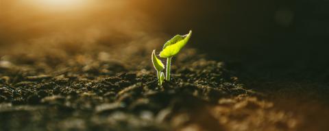 Young Plant Growing In Sunlight - Stock Photo or Stock Video of rcfotostock | RC Photo Stock