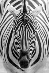 Zebra im Portrait, schwarz weiß : Stock Photo or Stock Video Download rcfotostock photos, images and assets rcfotostock | RC Photo Stock.: