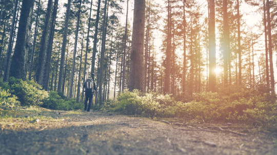 Hiker hiking in forest at sunset. hikers enjoying the awesome view at sunset in a beautiful german forest Schwarzwald landscape.- Stock Photo or Stock Video of rcfotostock | RC-Photo-Stock