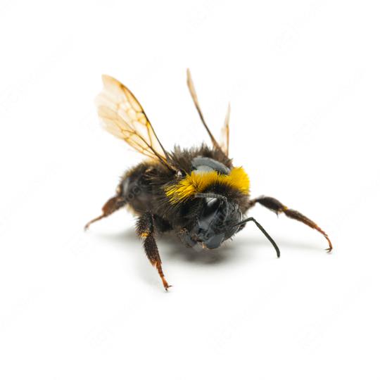  big bumblebee on white  : Stock Photo or Stock Video Download rcfotostock photos, images and assets rcfotostock | RC Photo Stock.: