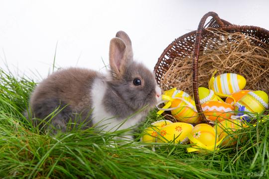 A cute gray and white bunny sitting in grass beside a wicker basket filled with colorful Easter eggs, symbolizing Easter celebrations, springtime, and joy in a festive and natural setting  : Stock Photo or Stock Video Download rcfotostock photos, images and assets rcfotostock | RC Photo Stock.: