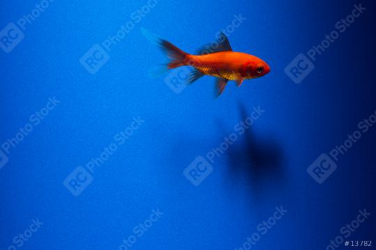 A goldfish on blue   : Stock Photo or Stock Video Download rcfotostock photos, images and assets rcfotostock | RC Photo Stock.: