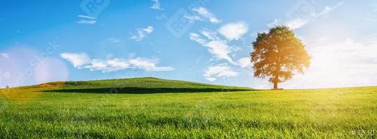 A lonely old bald tree on a fresh green meadow, a vibrant rural landscape with blue sky, banner size  : Stock Photo or Stock Video Download rcfotostock photos, images and assets rcfotostock | RC Photo Stock.: