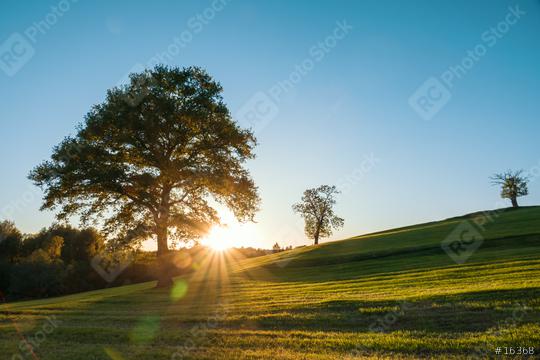 A lonely tree on a green meadow, a vibrant rural landscape with blue sky  : Stock Photo or Stock Video Download rcfotostock photos, images and assets rcfotostock | RC-Photo-Stock.: