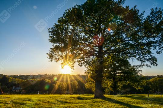 A lonely tree on a green meadow, a vibrant rural landscape with blue sky  : Stock Photo or Stock Video Download rcfotostock photos, images and assets rcfotostock | RC Photo Stock.: