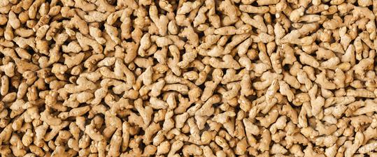 A lot of Ginger Root. ginger harvest. ginger root food background, banner size, top view  : Stock Photo or Stock Video Download rcfotostock photos, images and assets rcfotostock | RC Photo Stock.: