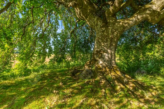 a old old Dwarf Beech   : Stock Photo or Stock Video Download rcfotostock photos, images and assets rcfotostock | RC Photo Stock.: