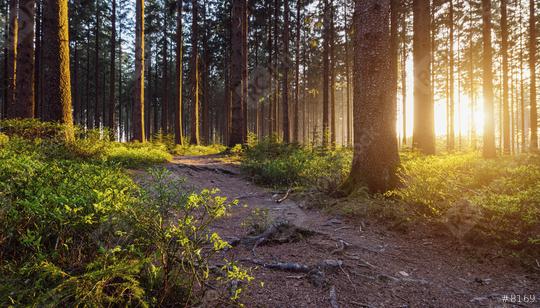 A Path in the Forest  : Stock Photo or Stock Video Download rcfotostock photos, images and assets rcfotostock | RC Photo Stock.: