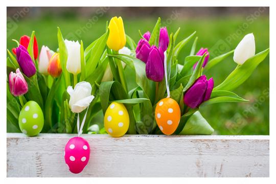 A vibrant arrangement of colorful tulips and polka-dotted Easter eggs in a white wooden planter, set against a lush green outdoor background, symbolizing spring, renewal, and festive celebration  : Stock Photo or Stock Video Download rcfotostock photos, images and assets rcfotostock | RC Photo Stock.: