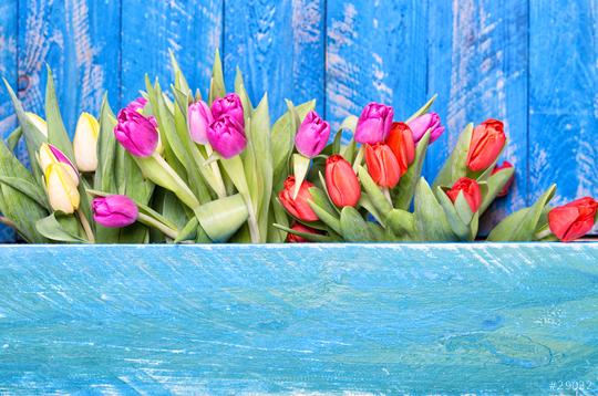 A vibrant arrangement of tulips in red, pink, and yellow against a weathered blue wooden background, emphasizing freshness and color contrasts.tulips, vibrant tulips, red tulips, pink tulips, yellow  : Stock Photo or Stock Video Download rcfotostock photos, images and assets rcfotostock | RC Photo Stock.: