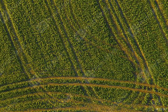 Abstract geometric shapes of agricultural parcels of different crops in yellow and green colors. Aerial view shoot from drone directly above field  : Stock Photo or Stock Video Download rcfotostock photos, images and assets rcfotostock | RC Photo Stock.: