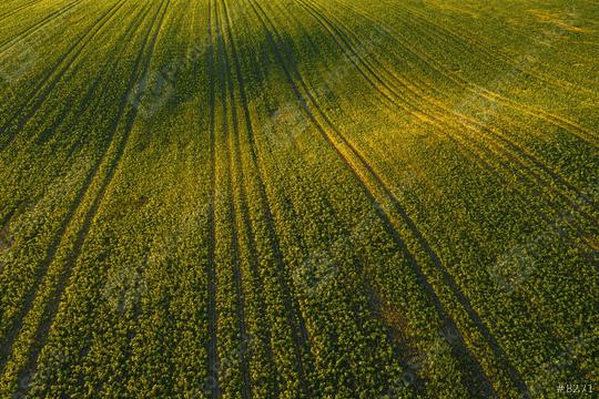 Aerial drone top view of cultivated wavy green field, abstract texture of agricultural plantation from above  : Stock Photo or Stock Video Download rcfotostock photos, images and assets rcfotostock | RC Photo Stock.: