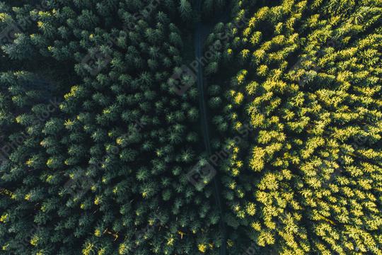 Aerial top view of summer green trees in forest   : Stock Photo or Stock Video Download rcfotostock photos, images and assets rcfotostock | RC Photo Stock.: