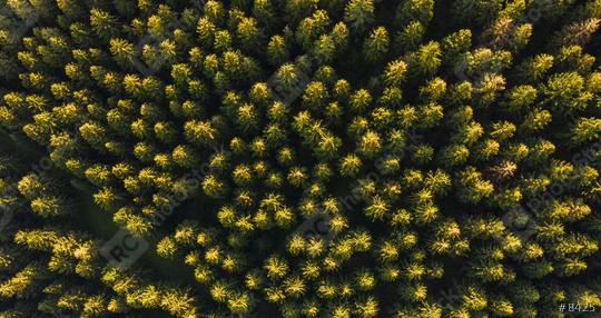 Aerial top view of summer green trees in forest - Drone shot  : Stock Photo or Stock Video Download rcfotostock photos, images and assets rcfotostock | RC Photo Stock.: