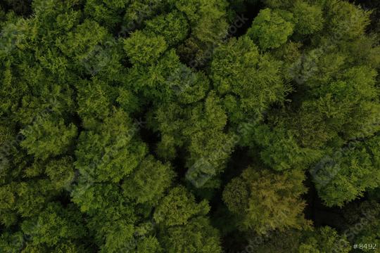 Aerial top view of trees in forest  : Stock Photo or Stock Video Download rcfotostock photos, images and assets rcfotostock | RC Photo Stock.: