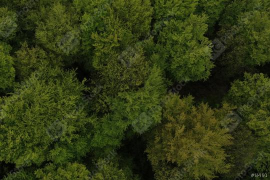 Aerial top view of trees in forest. drone shot  : Stock Photo or Stock Video Download rcfotostock photos, images and assets rcfotostock | RC Photo Stock.: