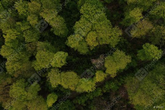 Aerial viev green forest on a spring day, natural background. Photo from the drone  : Stock Photo or Stock Video Download rcfotostock photos, images and assets rcfotostock | RC Photo Stock.: