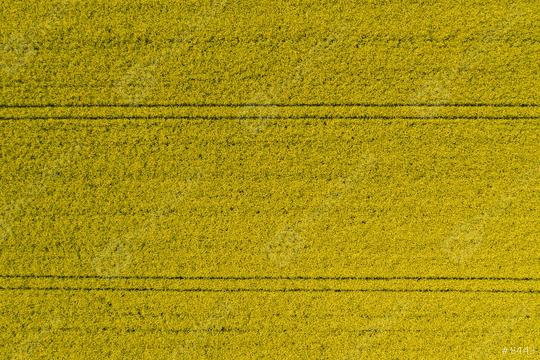 Aerial view of a rapeseed field and tracks from tractor. Beautiful agricultural texture or background of summer agriculture landscape. canola farm from above. Drone shot  : Stock Photo or Stock Video Download rcfotostock photos, images and assets rcfotostock | RC Photo Stock.: