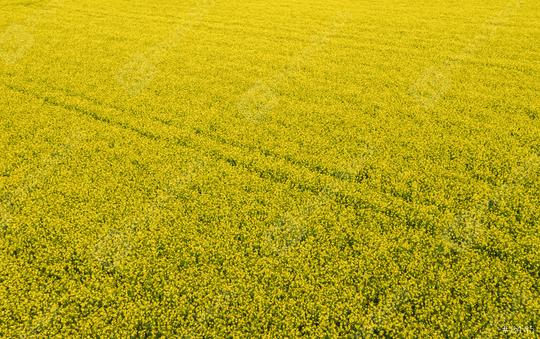 Aerial view of canola field and tracks from tractor. Beautiful agricultural texture or background of summer agriculture landscape. canola farm from above.   : Stock Photo or Stock Video Download rcfotostock photos, images and assets rcfotostock | RC Photo Stock.:
