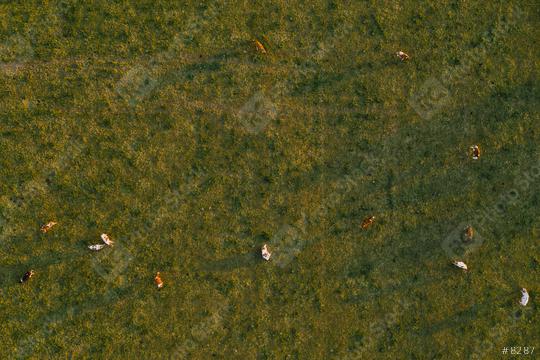 Aerial view of cows herd grazing on pasture field, top view drone shot  : Stock Photo or Stock Video Download rcfotostock photos, images and assets rcfotostock | RC Photo Stock.: