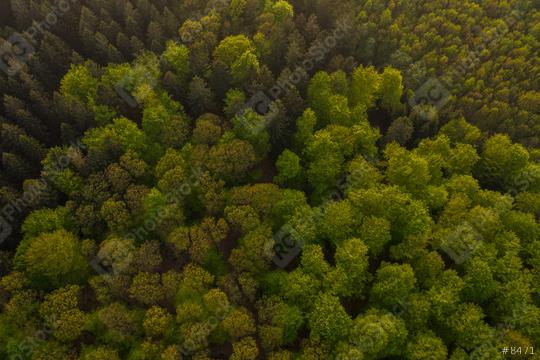 Aerial view of forest in mountains, taken with Drone  : Stock Photo or Stock Video Download rcfotostock photos, images and assets rcfotostock | RC Photo Stock.: