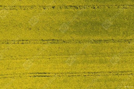 Aerial view of yellow canola field in bloom phase. Ecology agriculture near farm. drone shot  : Stock Photo or Stock Video Download rcfotostock photos, images and assets rcfotostock | RC Photo Stock.:
